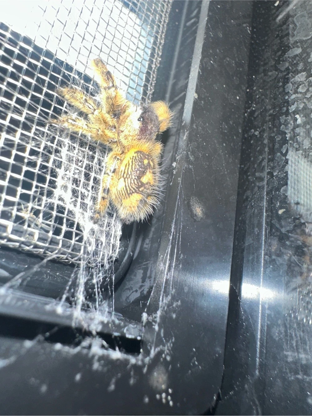 Phidippus otiosus orange form