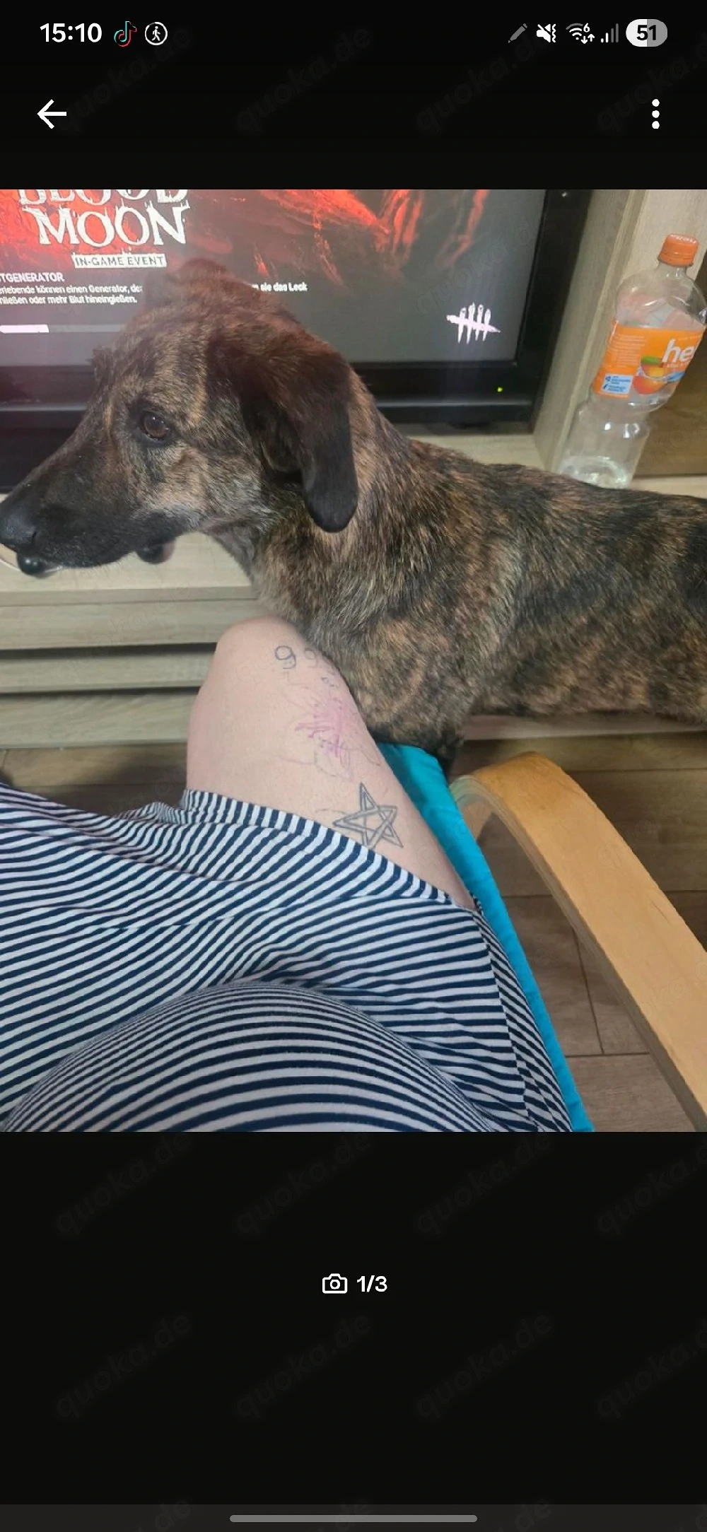 bosco kastrierter rüde sucht zuhause