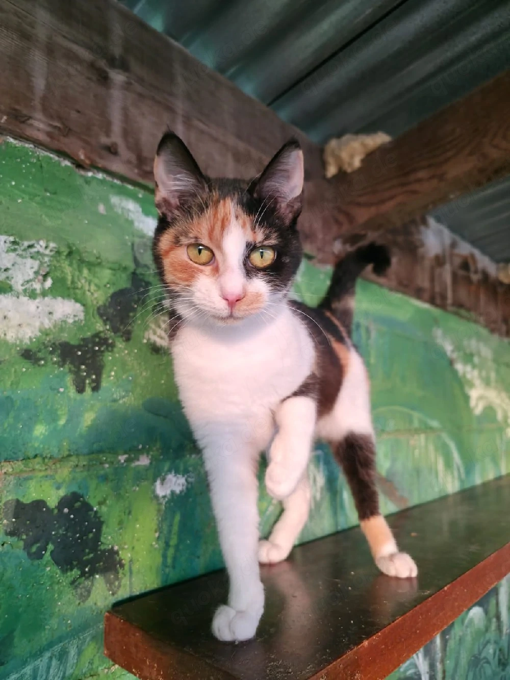 Katze Kastriert Tierschutz Bundesweite Vermittlung 