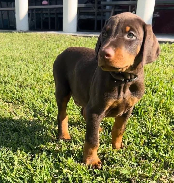 Darf ich vorstellen: unser stattlicher, 12 Wochen alter Dobermann-Rüde.