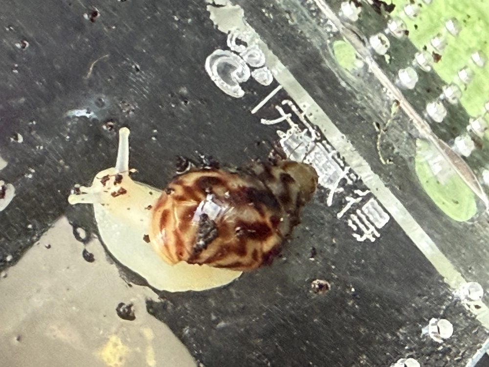 Achatschneckenbabys
