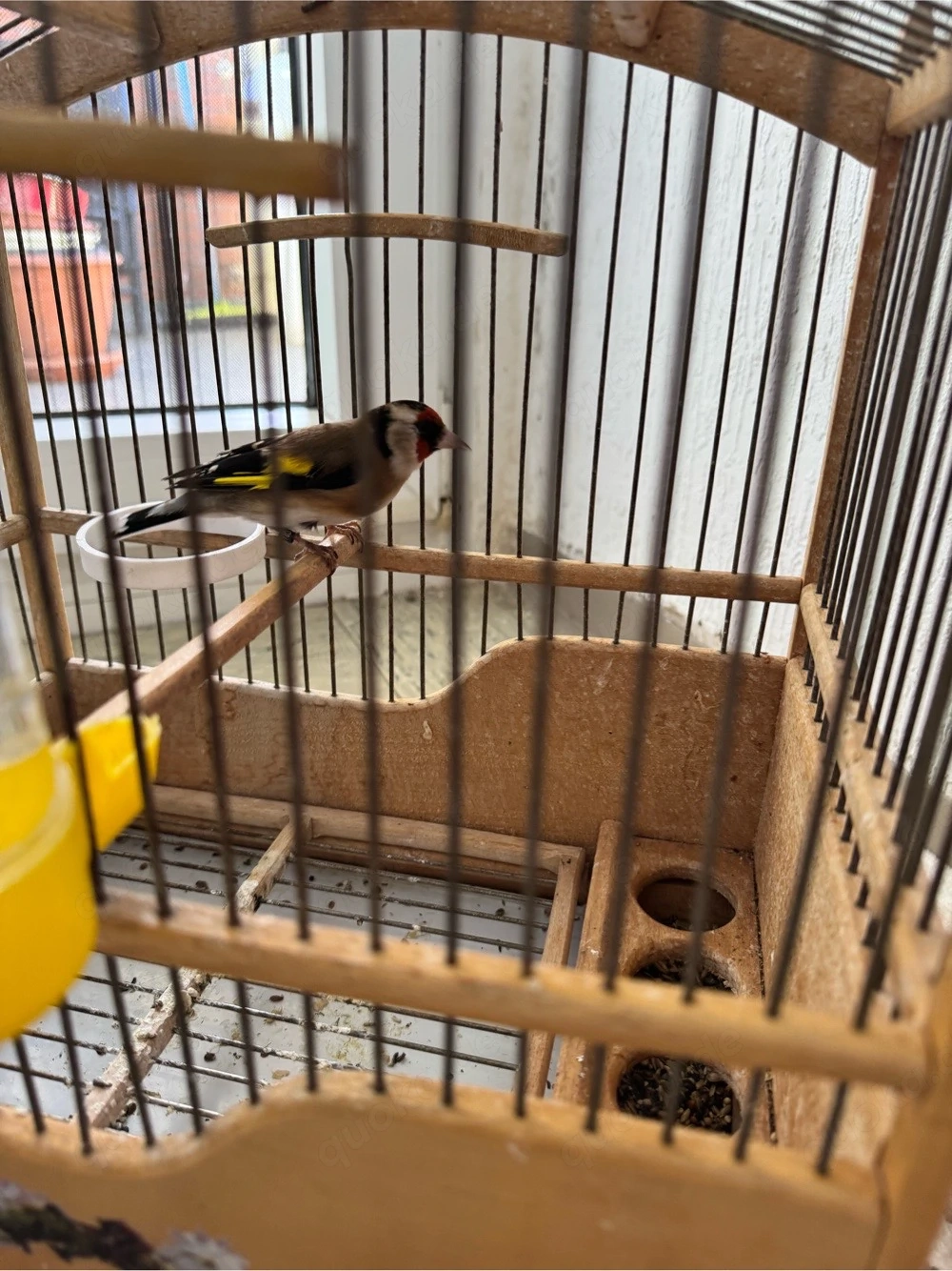 Stieglitz mit Käfig