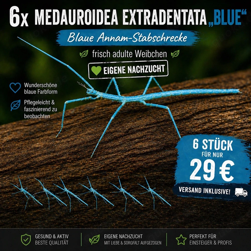 Blaue Annam-Stabschrecken, Medauroidea extradentata "blue", Phasmiden, Wirbellose, Schrecken, Terra