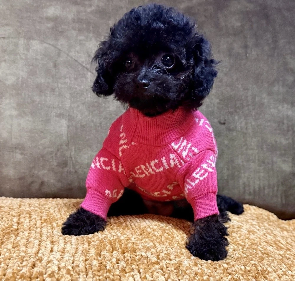 mini welpe toy pudel 13 wochen alt 