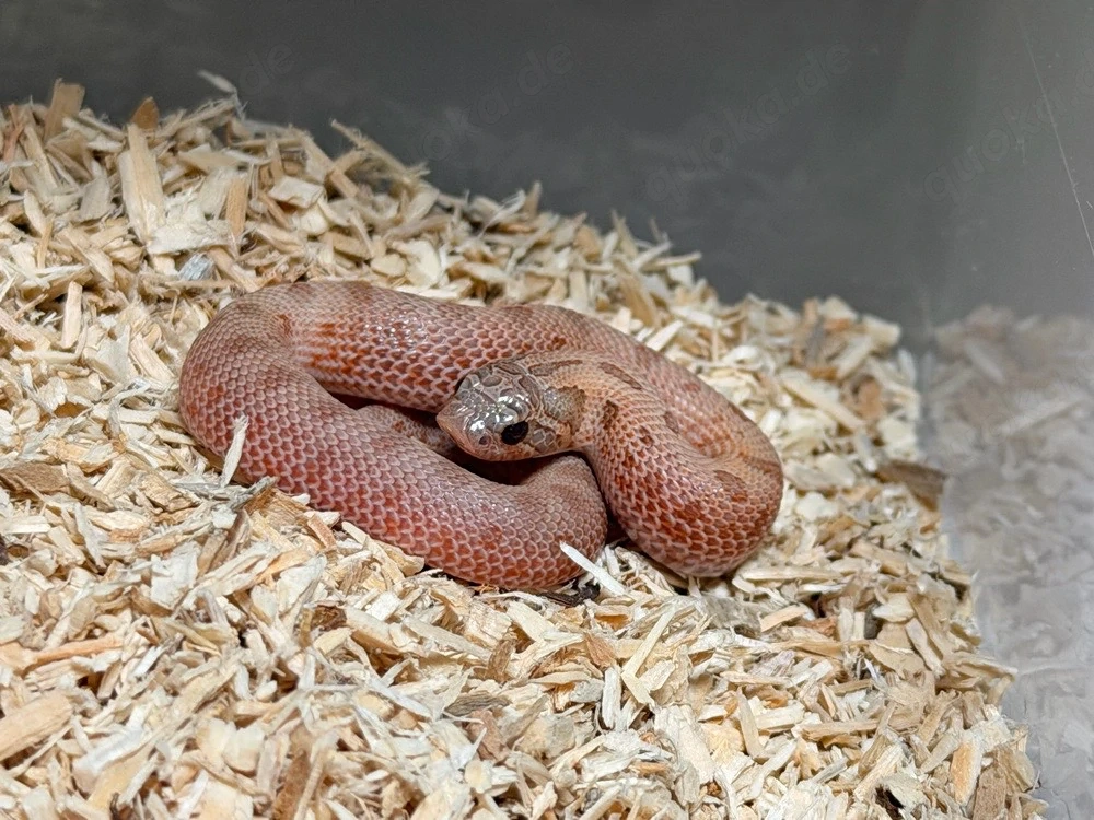 Heterodon Nasicus, Hakennasennatter Arctic
