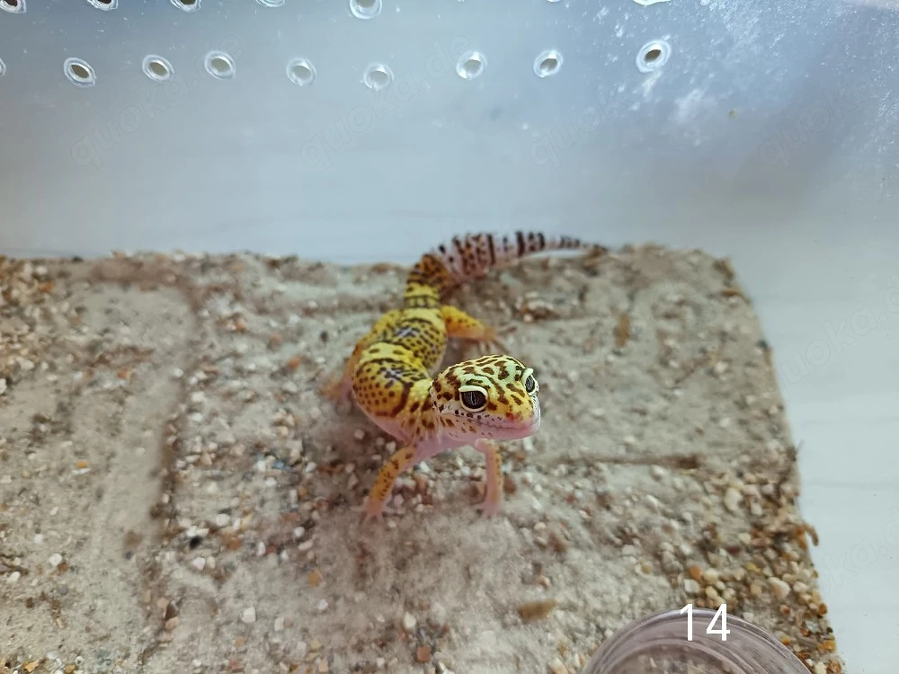 Leopardgecko Nachwuchs zu Verkaufen 