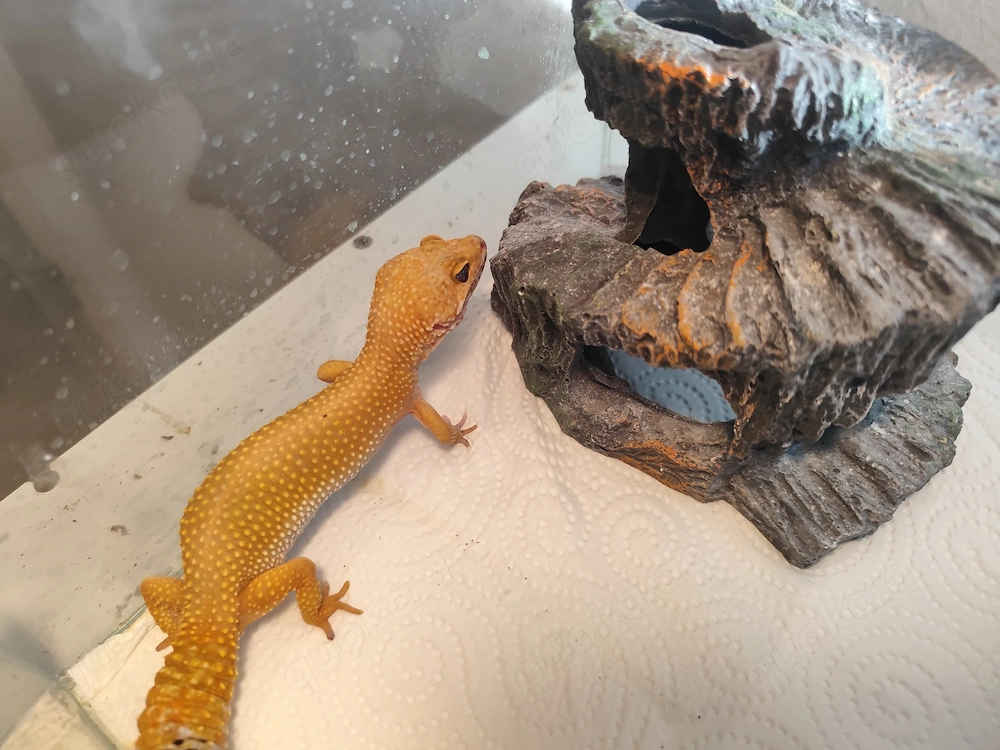 Leopardgecko Weibchen 
