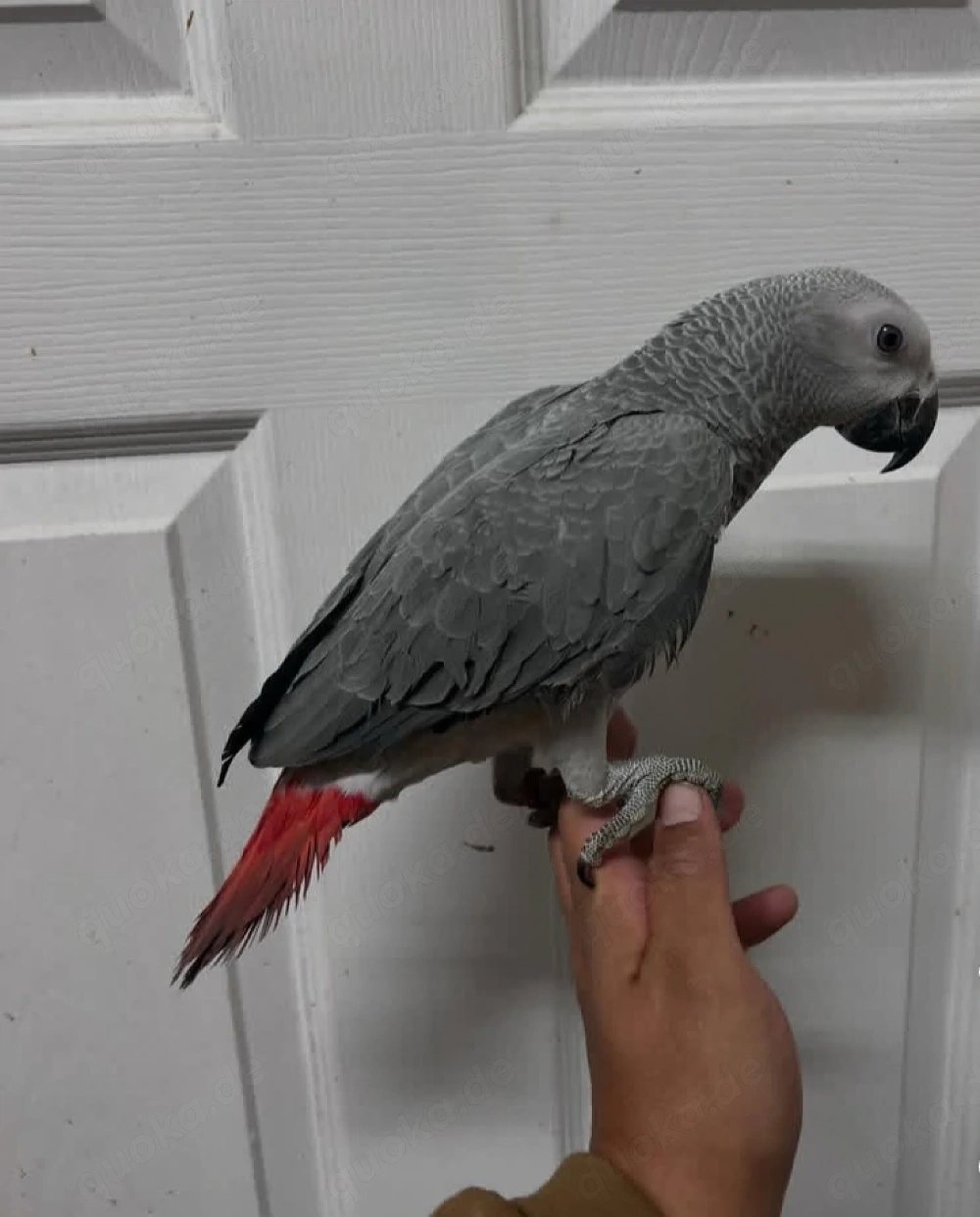 Handzahme papagei mit papiere. 