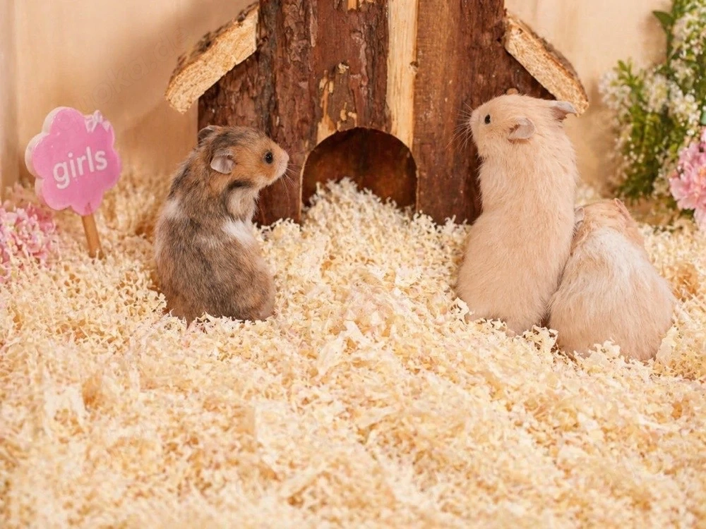 Goldhamster Hamster Baby