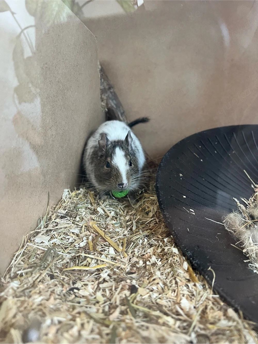 Degu Mädchen sucht neues Zuhause