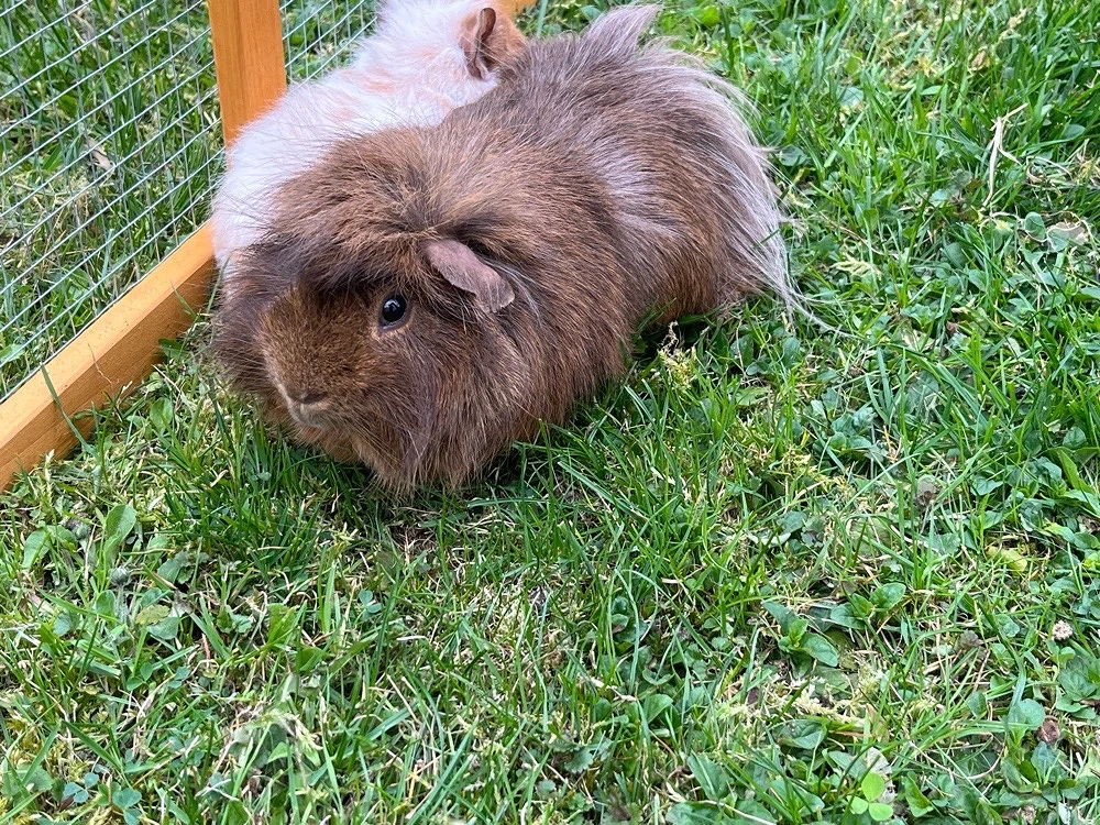 Meerschweinchen männlich Böckchen abzugeben