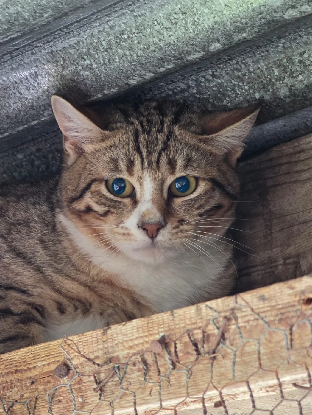 Kitten Katze Kater Tierschutz Bundesweite Vermittlung 