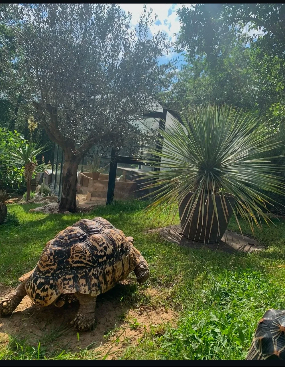 Pantherschildkröte Babys somalia  babcocki 
