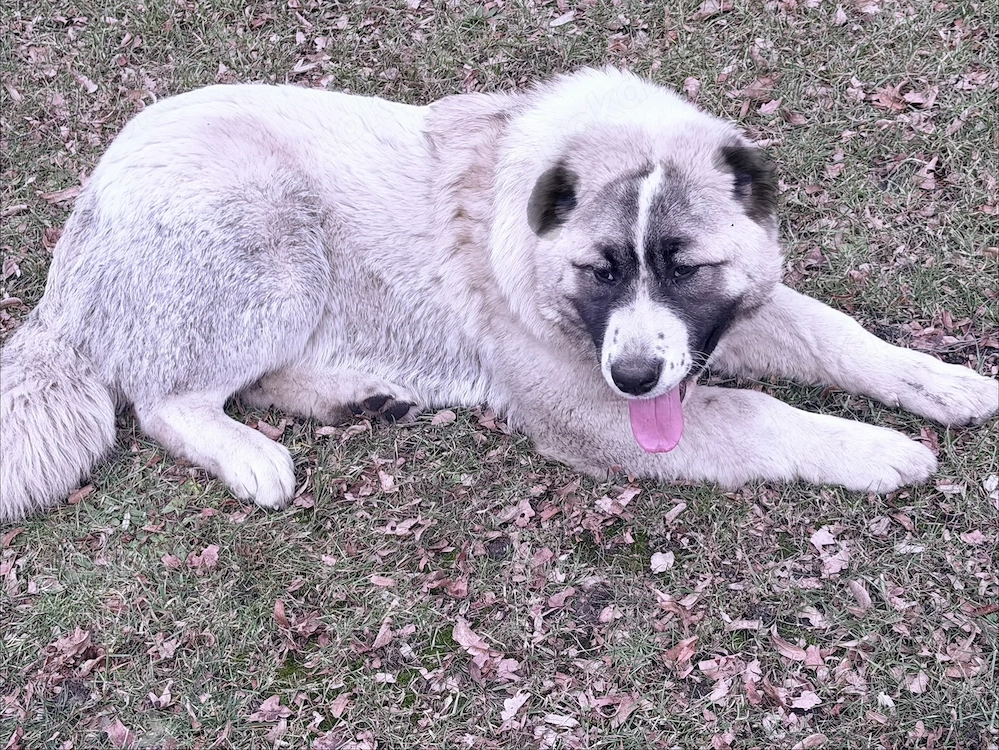 Lea  zucht  Neew. Hauss