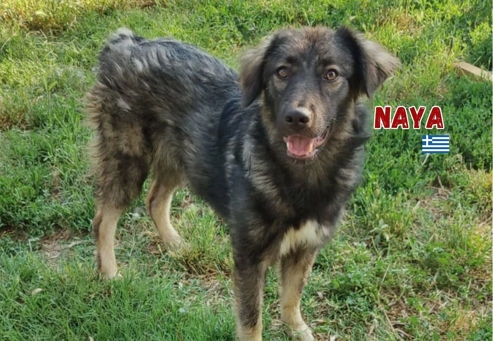 Naya, 11 24 - freundlicher Sonnenschein sucht Familie