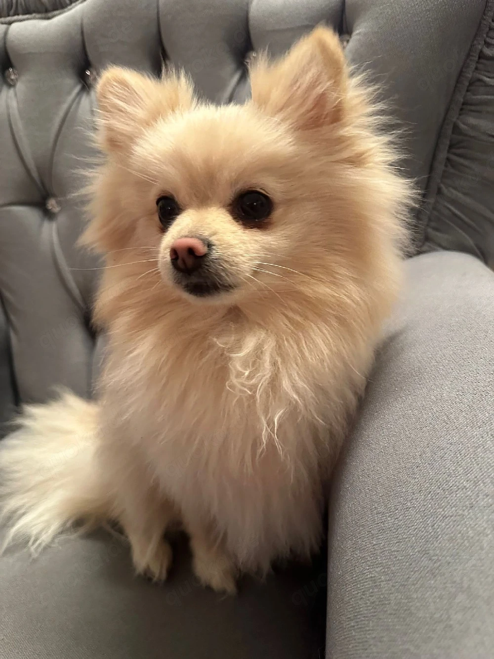 Pomeranian  Zwergspitz Hündin 