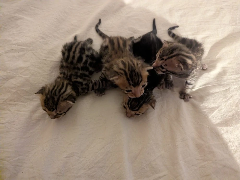 Bengal Kitten mit Stammbaum suchen ein liebevolles Zuhause auf Lebenszeit