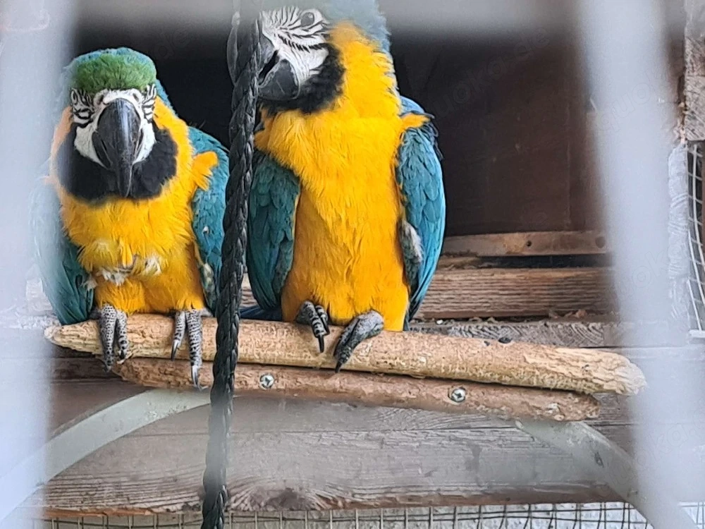 Gelbbrust Ara Papageien Paar an gute Hände abzugeben