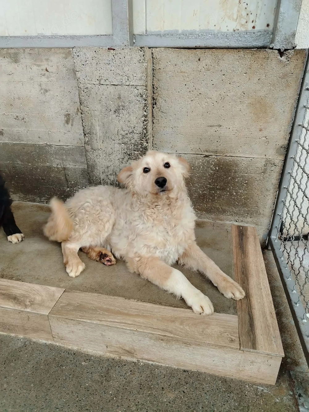 Freundlicher kroatischer Schäferhund Luca sucht seine Familie