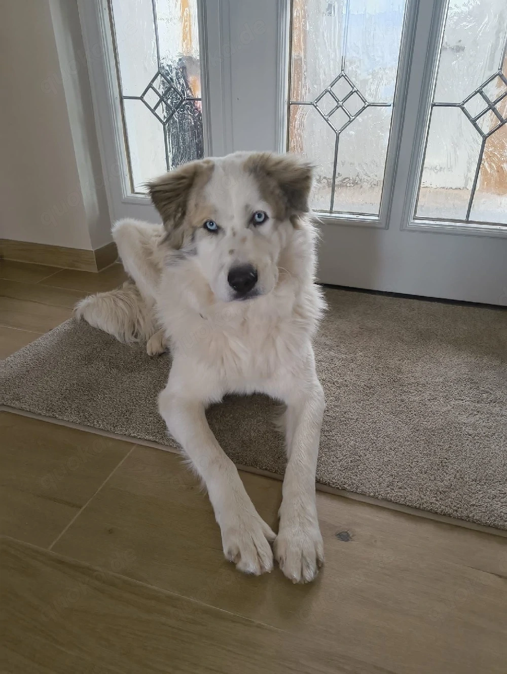 Balu möchte ankommen 