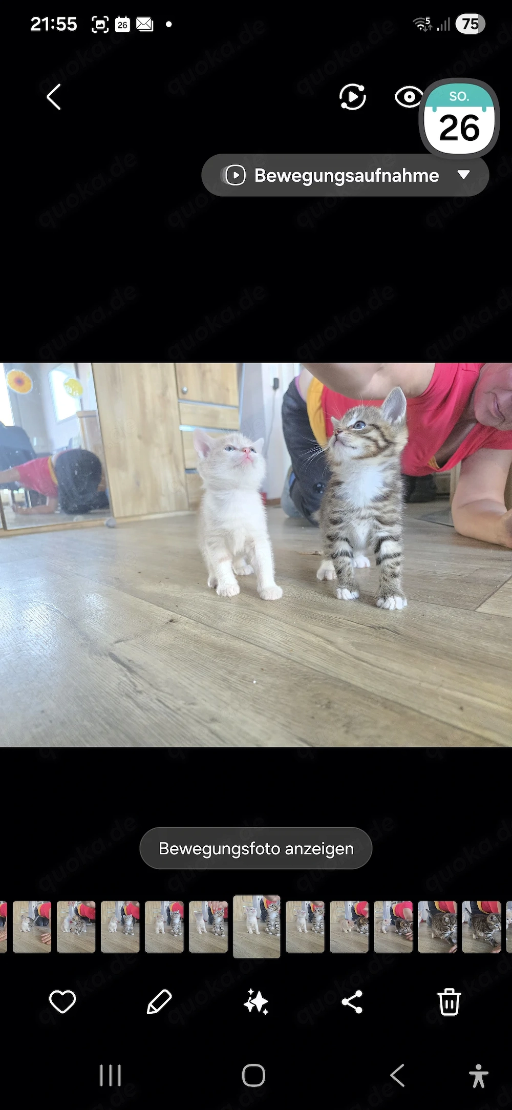 Katzenbabys  abzugeben