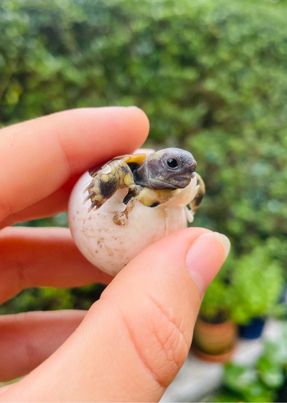 Griechische Landschildkröten Nachzucht 2025