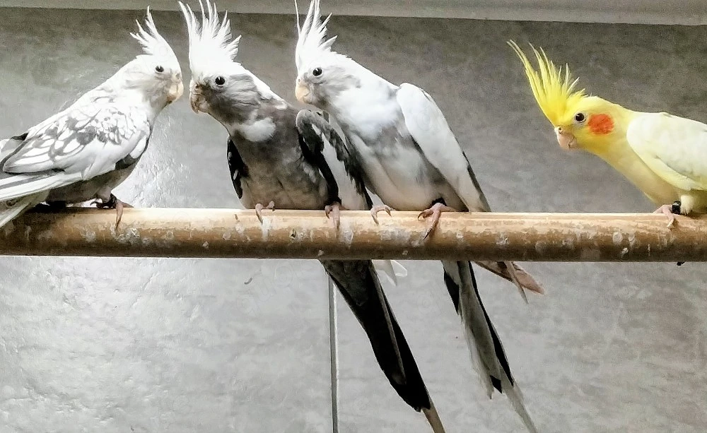 Nymphensittiche 