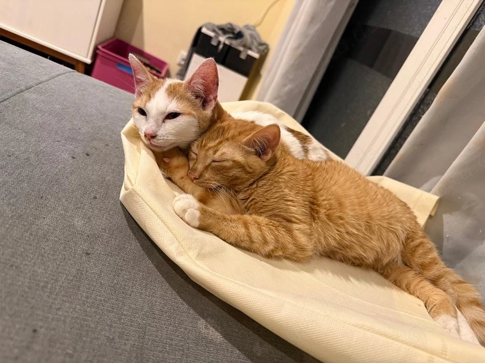 verkaufe hier zwei süsse katzen