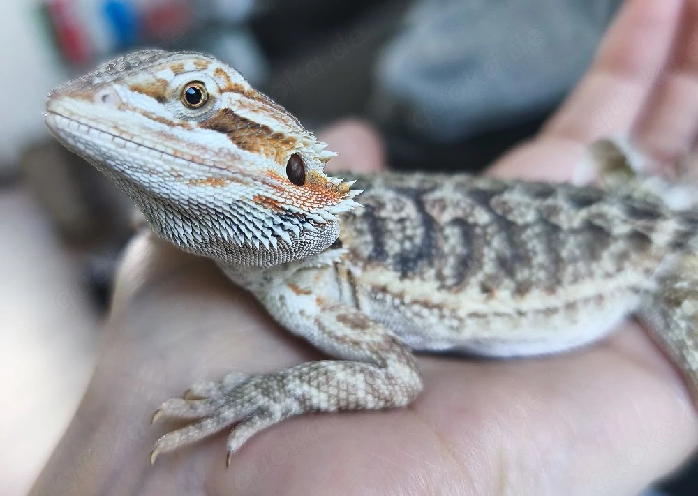 junge Bartagame abzugeben 