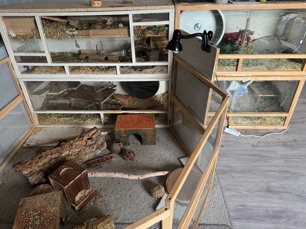 4 Degu mädels mit käfig+ zubehör oder nur die tiere
