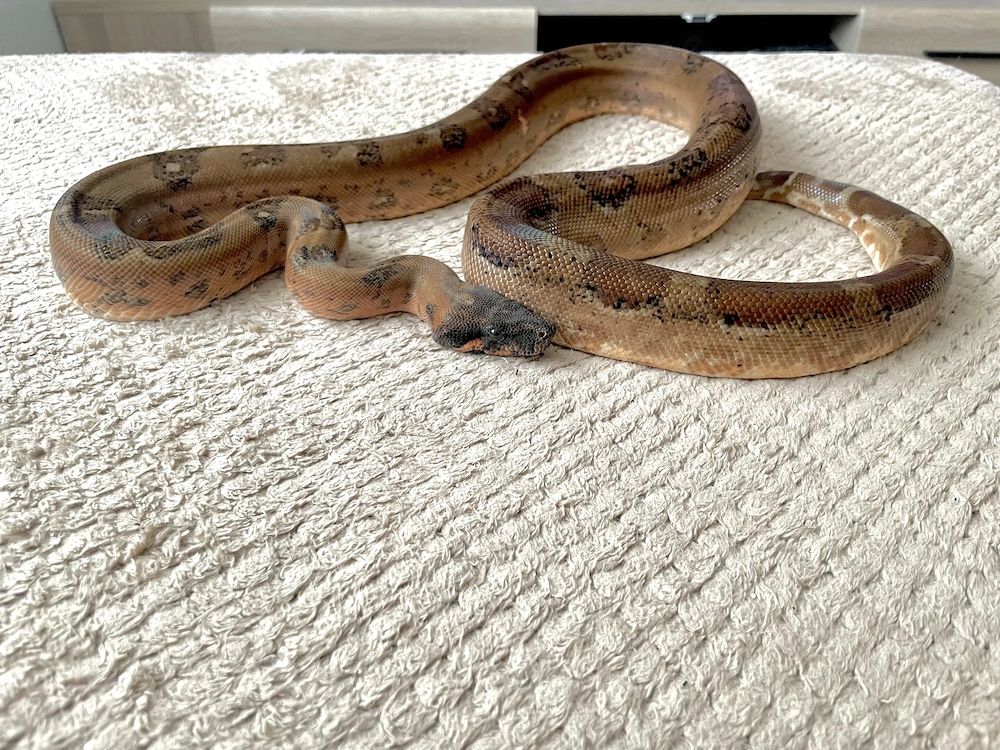  Hypo Leopard Boa 1.0 poss. Super Leopard, 66% ph Blood