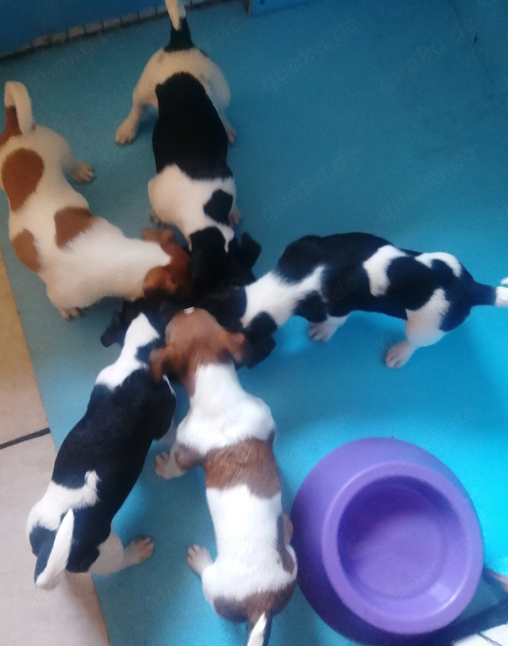 Jack Russell Terrier Rüden TRICOLOR mit CHIP Eu-PASS ab sofort