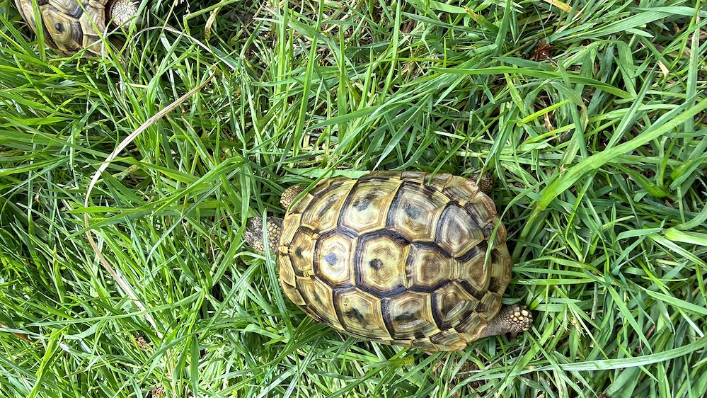 Griechisches Landschildkröte THB Weibchen