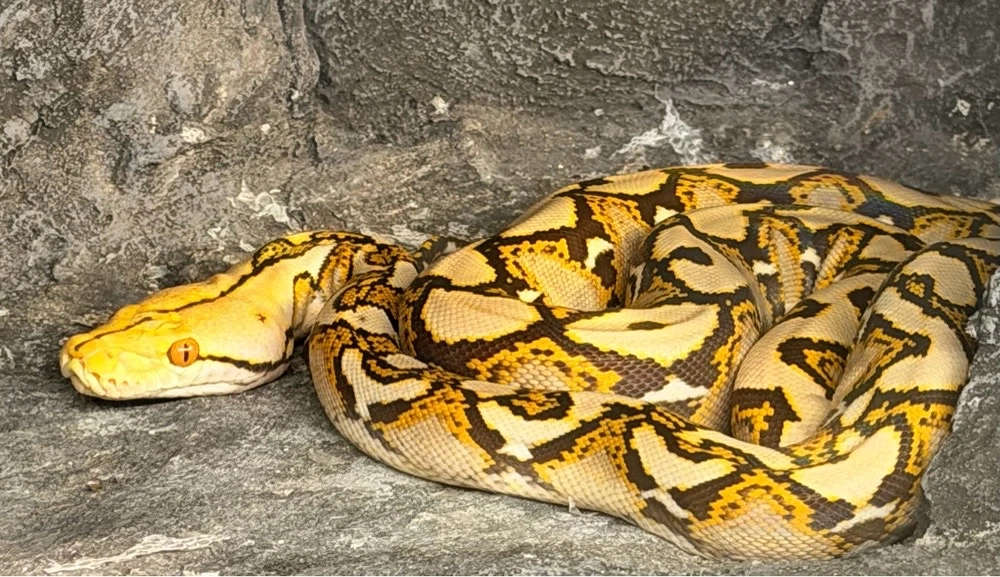 1.0 Mochino Retic