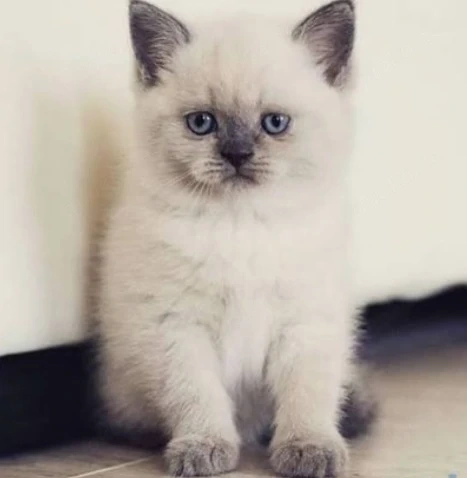 Liebe süße bkh mit blau Augen 