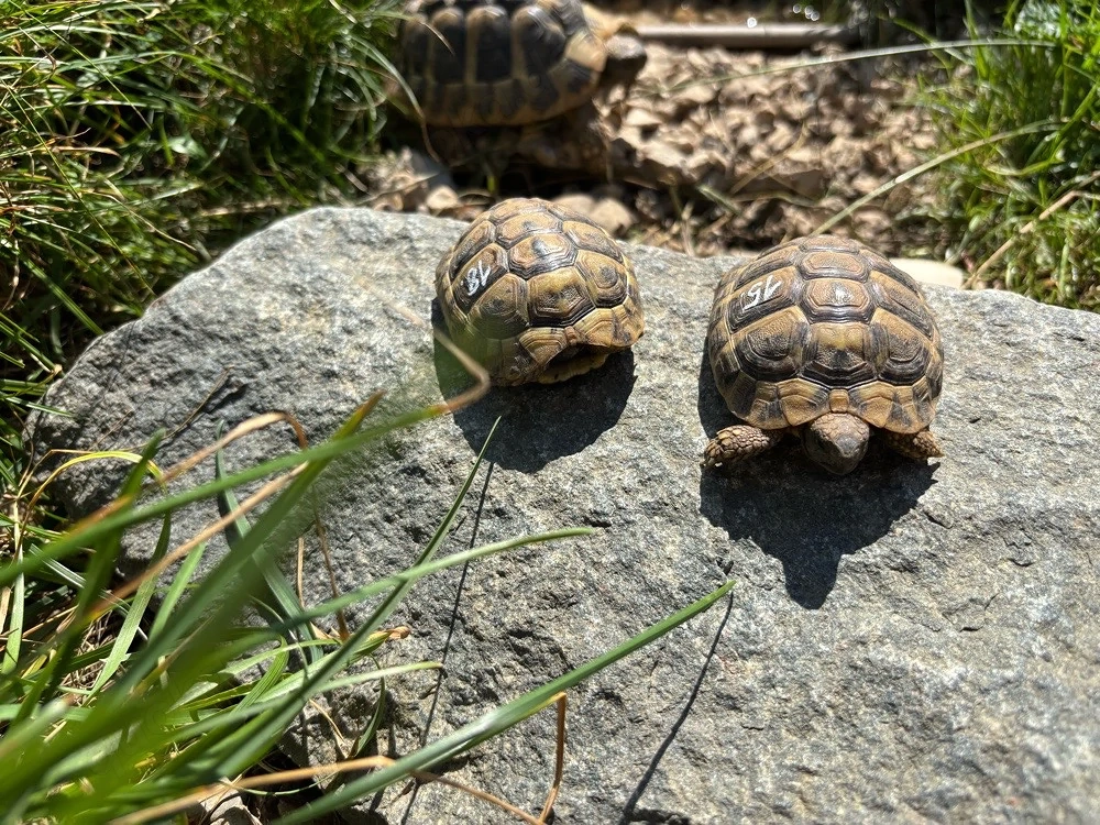 Dalmatinische Landschildkröten