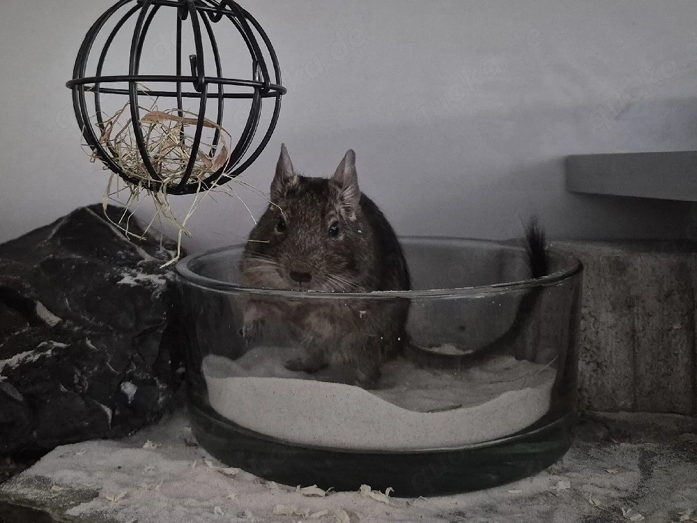 Agouti-Weibchen Lilo (1,5 Jahre)