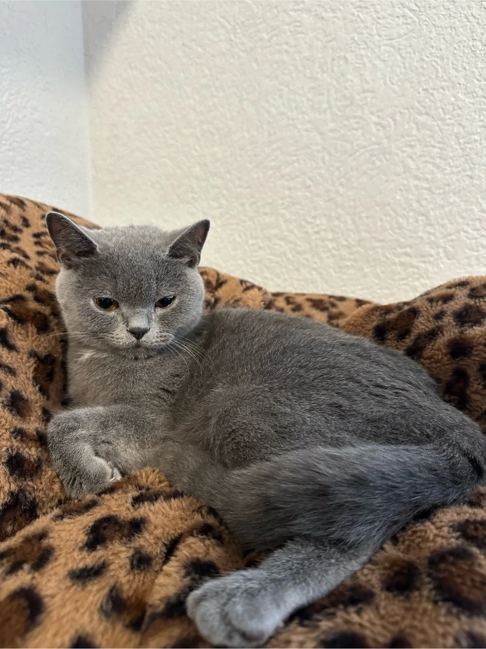 Katze Nurnberg Kaufen