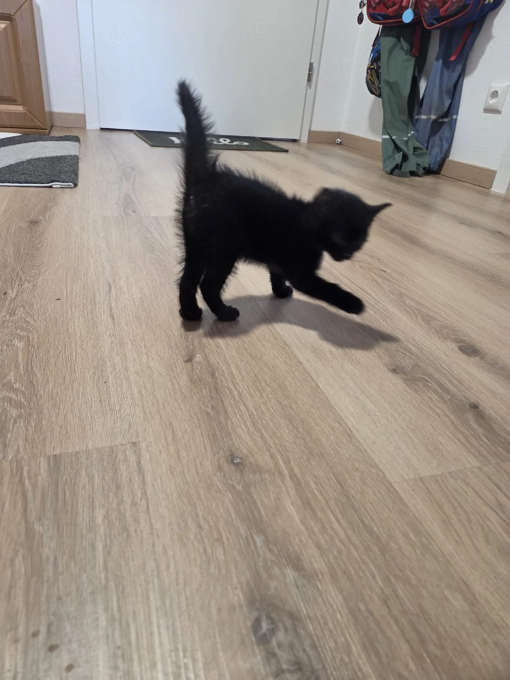 2 seltene Bombay Kätzchen beides Mädchen suchte ab Juni neues Zuhause