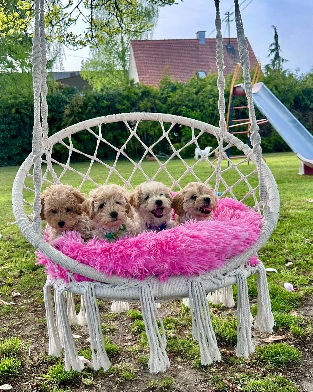 Maltipoo Welpen    
