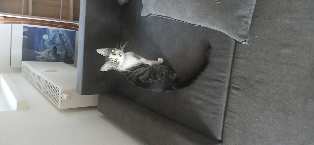 2 Katzen suchen ein schönes Zuhause 