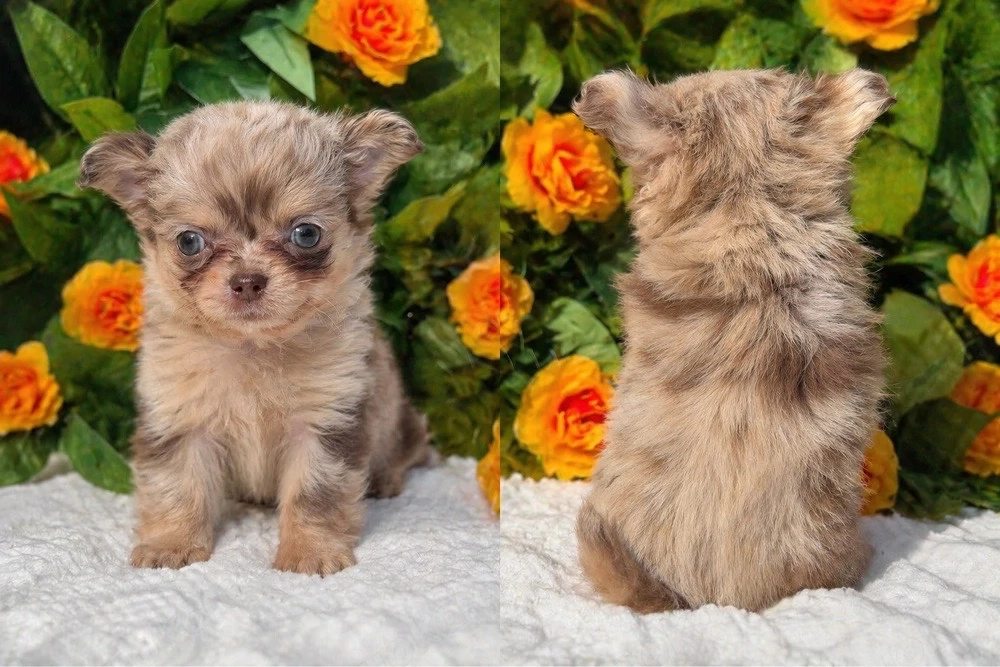 Chihuahua Rüde in Sonderfarbe mit Ahnentafel 