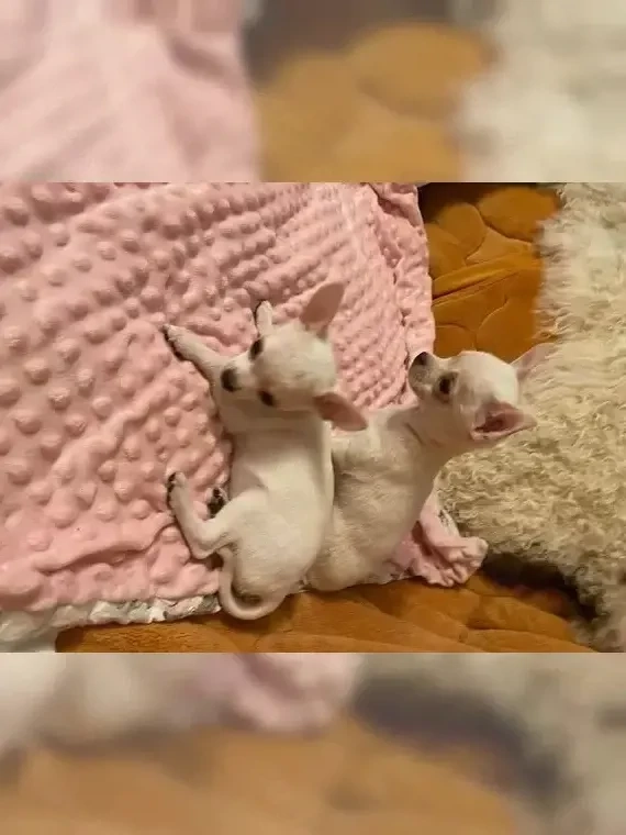 Süße Chihuahua Welpen suchen ab sofort ein neues Zuhause