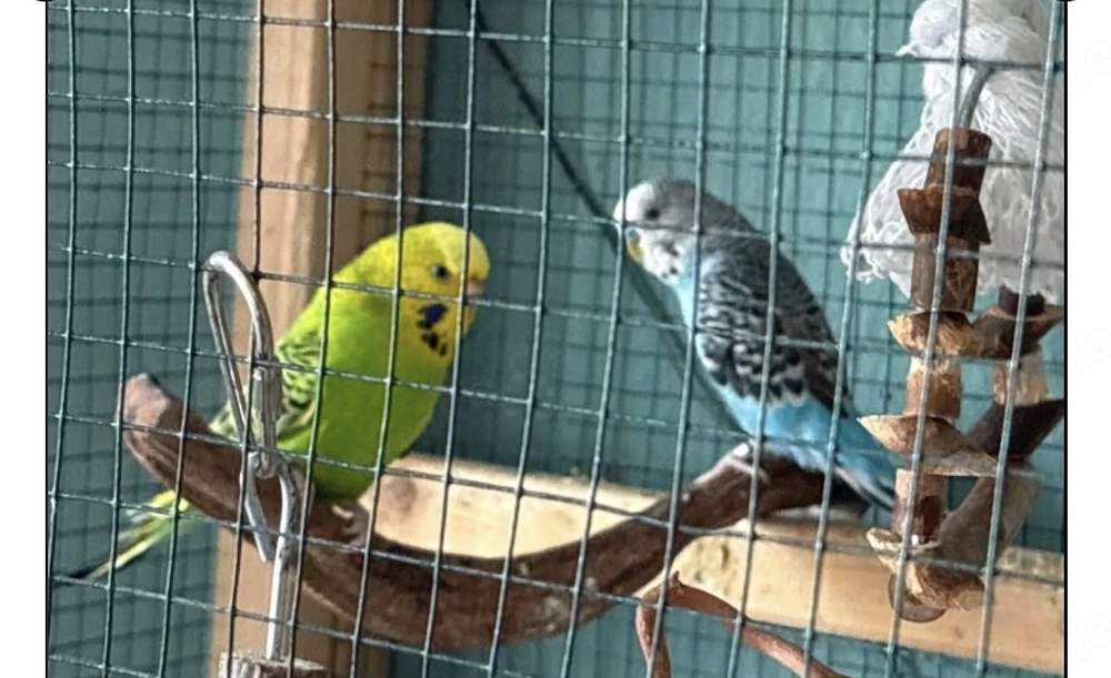 Süße  Wellensittiche 