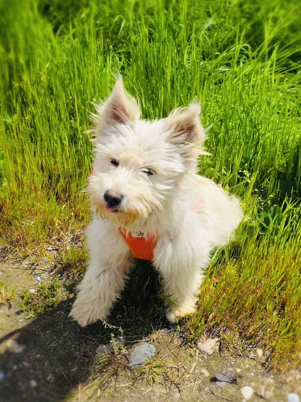 Westi Mix Maya sucht ein Zuhause 