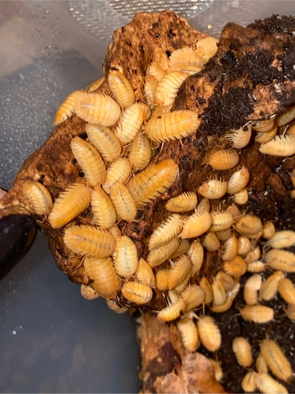 Armadillidium pallasii orange, 100 Stück 50,- , Rollassel, Assel