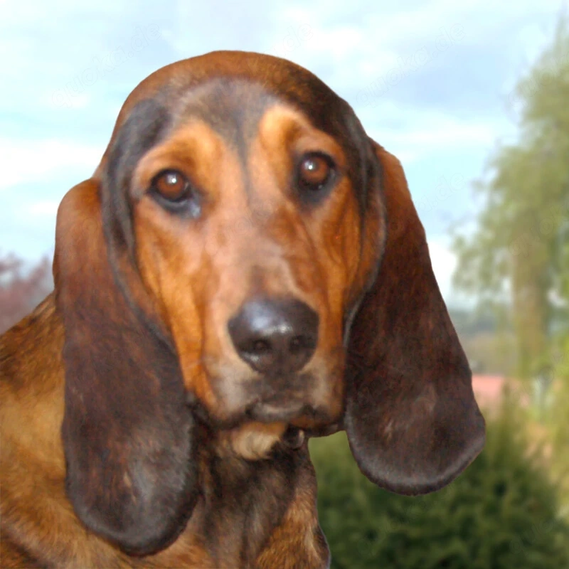 Stellani - 1 Jahr - Mix - Tierhilfe Franken e.V.