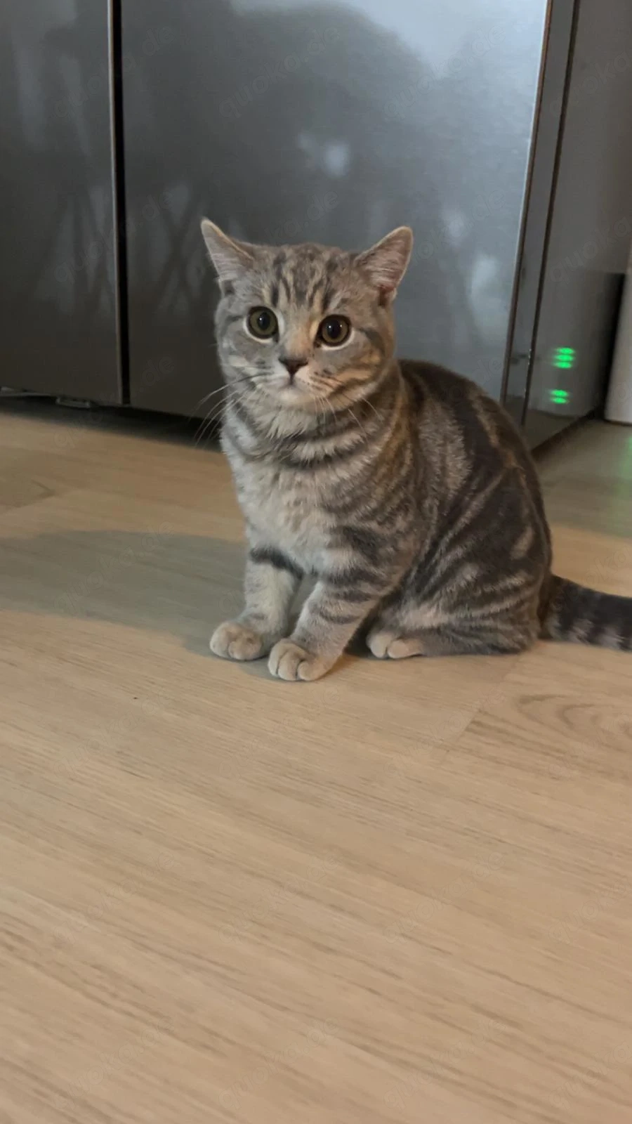 Ganz lieber britisch Kurzhaar Kater