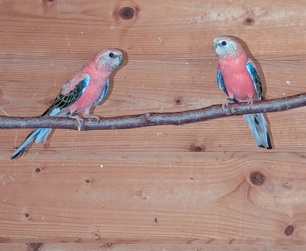 Verkaufe Bourkesittich Paar von 2025 