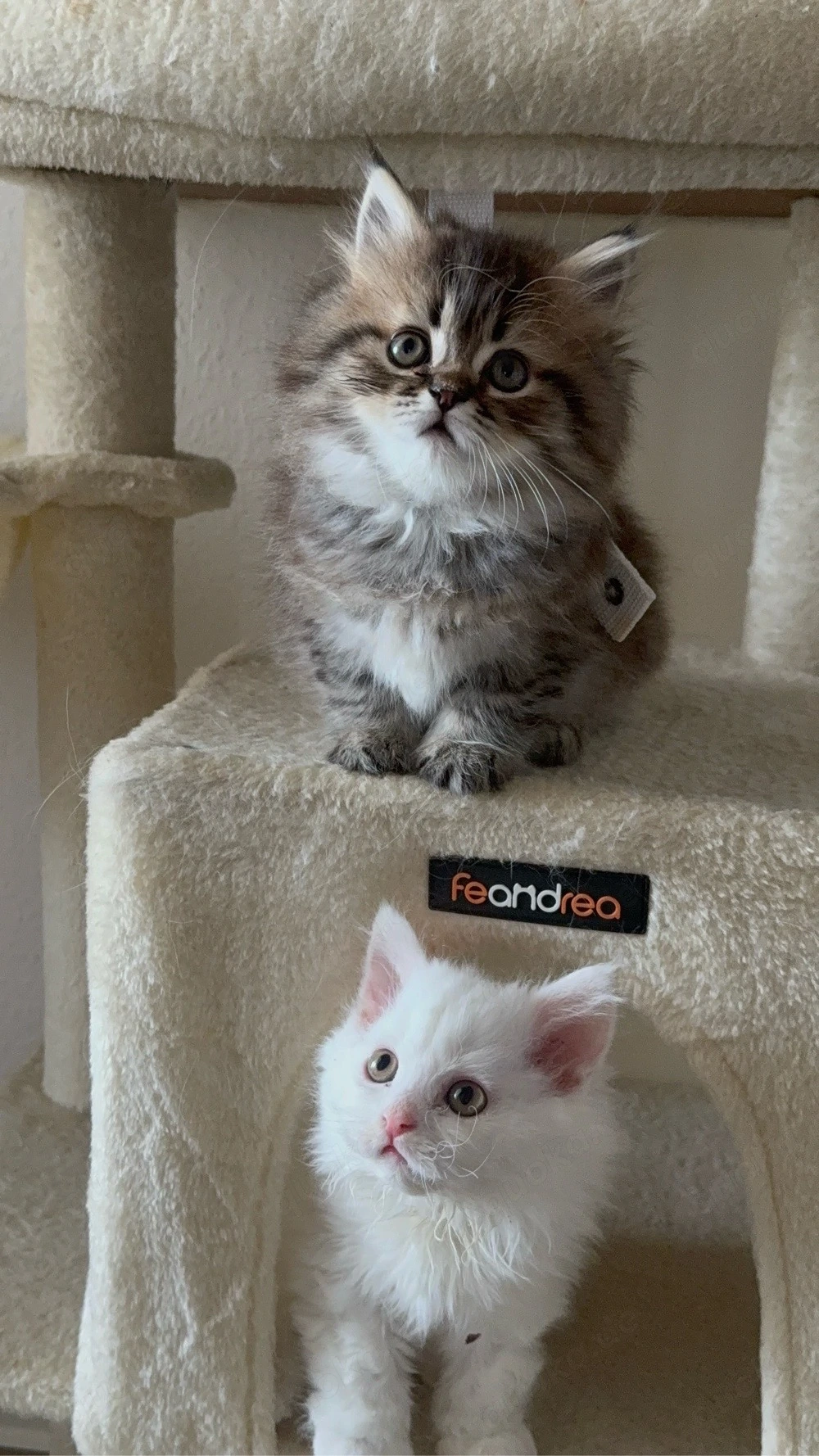 Mischlings kitten. Britisch Langhaar &Selkirk rex 